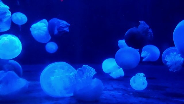 Aurelia  jellyfish with blue light