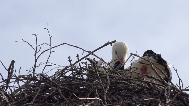 Storch bei der Federpflege