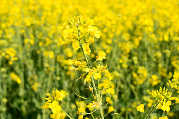 Obraz premium rapeseed field