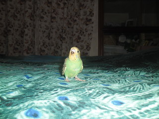 Green budgerigar