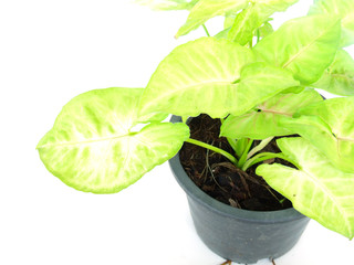 little houseplant in a pot over white background