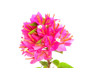 beautiful pink bougainvillea flower isolated on white background