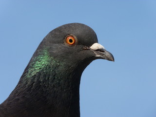 pigeon
