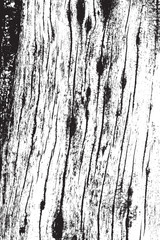 Vertical Dry Wood Texture