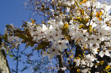 Branch flowering plum against the blue sky