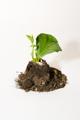 The plant grows from the ground on a white background