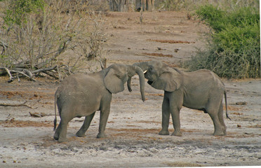 Baby elephants playing