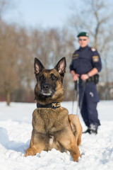 Polizeihund beim Training