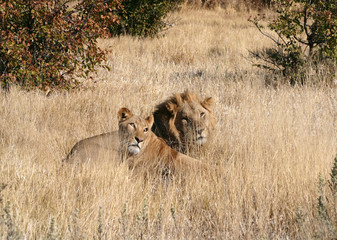 Fototapeta na wymiar lion and Lioness