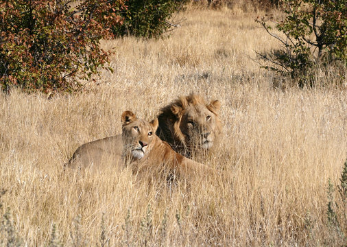 Fototapeta lion and Lioness