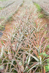 Naklejka na ściany i meble champ d'ananas Victoria, île de la Réunion