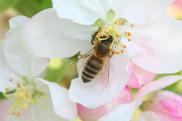 ape raccoglie il nettare su fiori di melo © saratm
