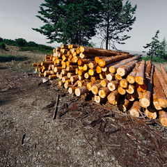 Logging