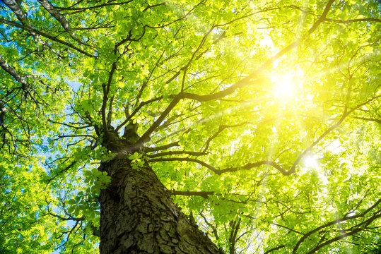 Kastanie im Fr&uuml;hling