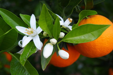 Valencian orange and orange blossoms