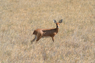 Steenbok,  Botswana