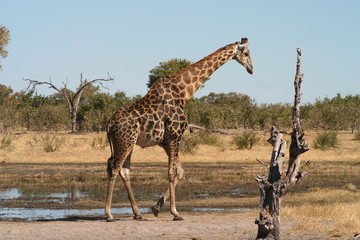 giraffe,Botswana
