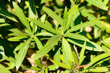 nerium oleander leaves