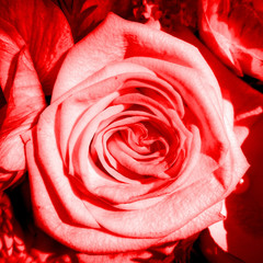 rote Rose...