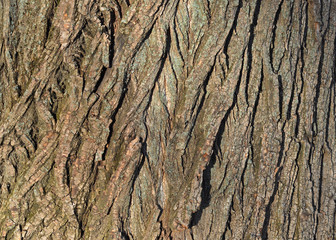 Tree bark textured background pattern with copy space