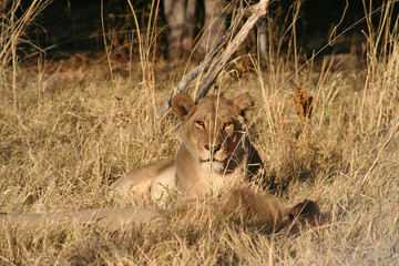 Lion resting, Botswana