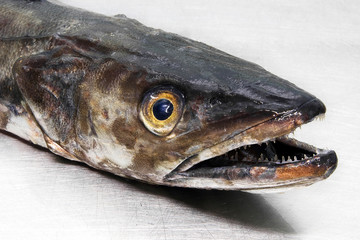 fresh atlantic hake merluccius merluccius on steel exhibitor