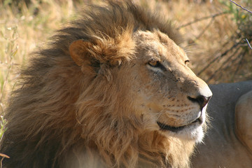Naklejka na ściany i meble Lion resting, Botswana