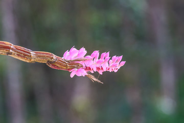 Toothbrush Orchid flower or Dendrobium secundum