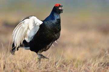Black grouse jumping