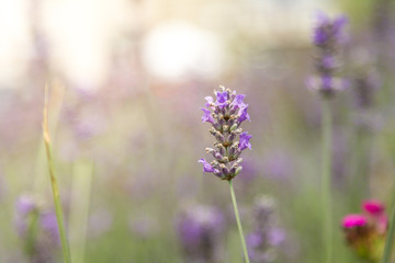 Fototapeta premium Lavender Flowers in Provence Region, France