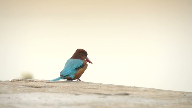 kingfisher surveying the Ganges