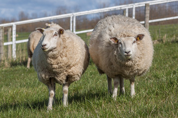 Fototapeta premium Zwei Schafe auf einem Deich in Hooksiel am Jadebusen in Norddeutschland
