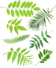 Green leaves collage