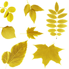 Yellow leaves collage