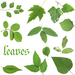 Naklejka na ściany i meble Green leaves isolated on white