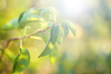 Fototapeta na wymiar Green leaves with sun rays