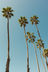 Obraz premium Palm Trees in California