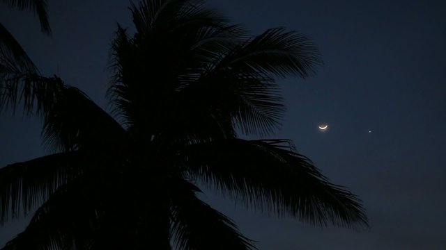 Sunset through palm tree leaf silhouette
