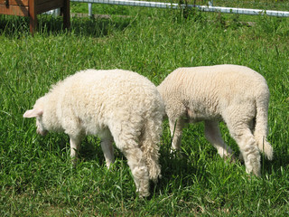Obraz premium Sheep