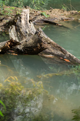 tropical forest, fern in waterfall stream, Thailand