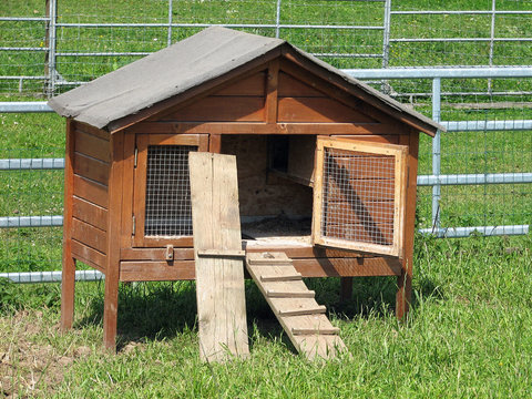 Box for chickens