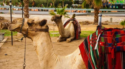 Printed kitchen splashbacks Camel Tired camel lying near the road in Israel