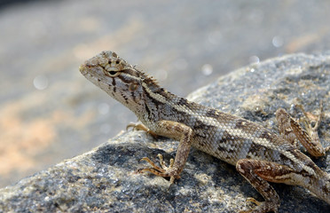 little lizard on the rock in nature detail photo