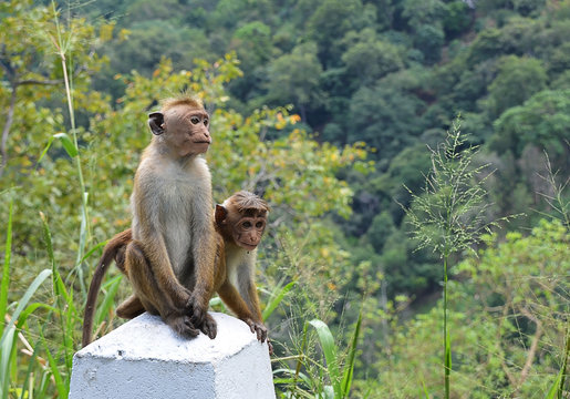 two small monkeys sitting by the road
