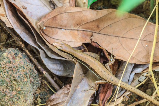 Common Forest Skink (Sphenomorphus maculates)