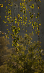 Birch foliage.