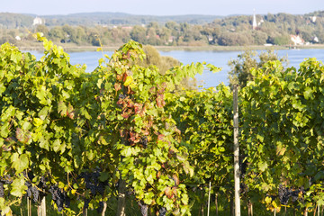 Fototapeta na wymiar Grapes in a vineyard on late afternoon