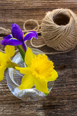 easter daffodil