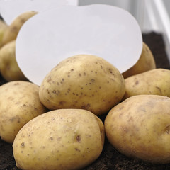 Potatoes isolated on white