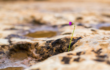 purple flower